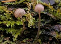 Image of Mycena purpureofusca (Peck) Sacc. 1887