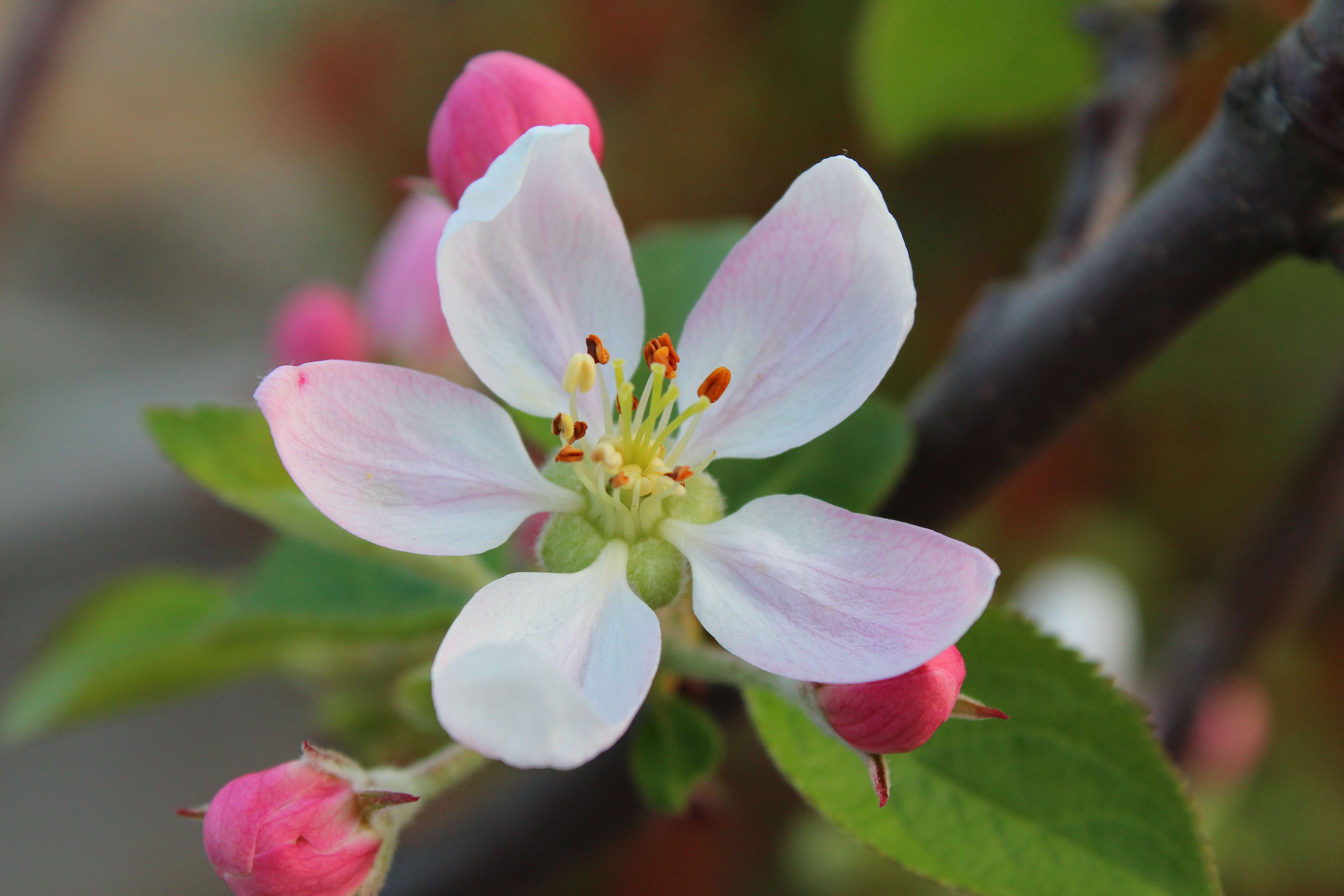 Image of apple