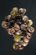 Image of Botrytis