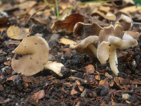 Image of Helvellaceae