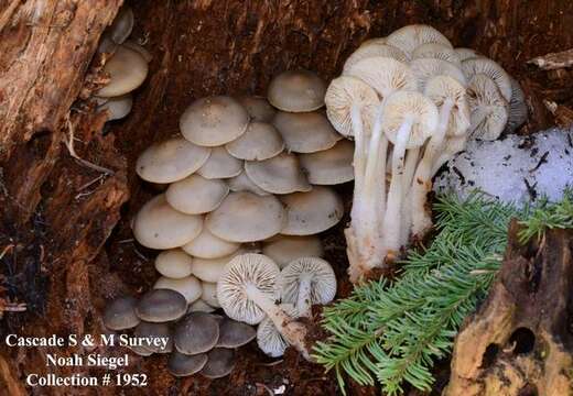 Image of Mycena overholtsii A. H. Sm. & Solheim 1953