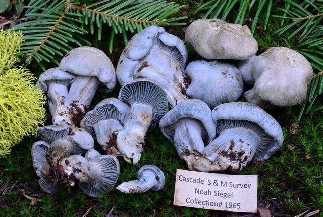 Sivun Hygrophorus caeruleus O. K. Mill. 1984 kuva