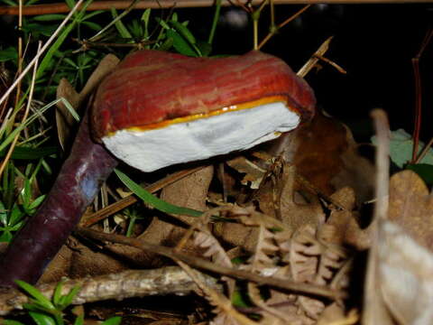 Image of Ganoderma