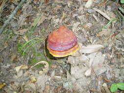 Image of Ganoderma