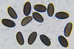 Psathyrella atrospora A. H. Sm. 1972 resmi