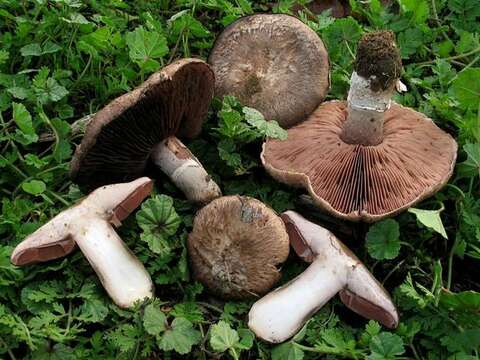 Image of Agaricus cupreobrunneus (Jul. Schäff. & Steer) Pilát 1951