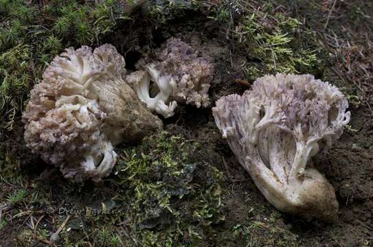 Image de Ramaria coulterae Scates 1988