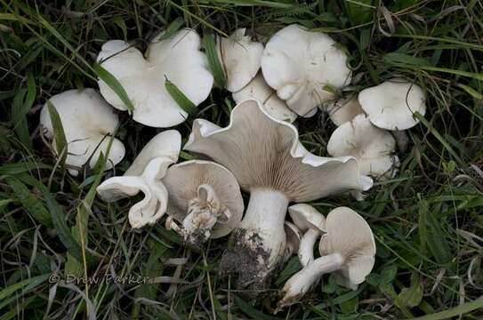 Image of Clitocybe praemagna (Murrill) H. E. Bigelow & A. H. Sm. 1969