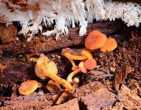 Image of Chrysomphalina aurantiaca (Peck) Redhead 1987