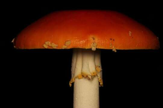 Image of Amanita persicina (Dav. T. Jenkins) Tulloss & Geml 2015