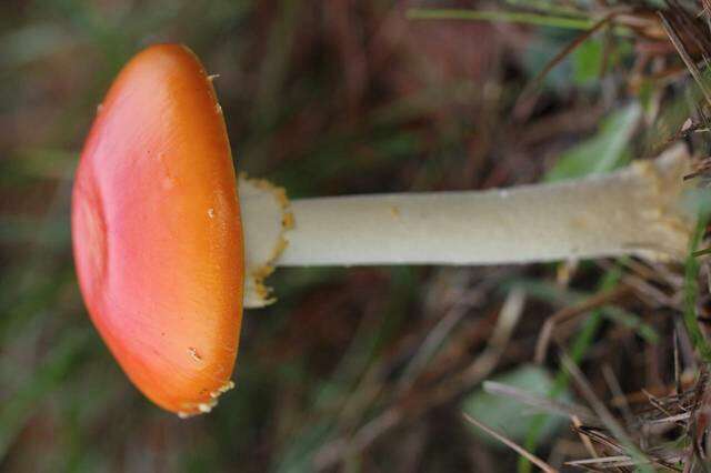 Image of Amanita persicina (Dav. T. Jenkins) Tulloss & Geml 2015