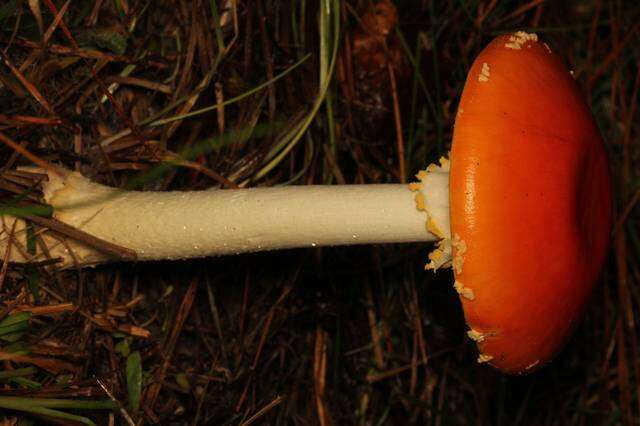 Image of Amanita persicina (Dav. T. Jenkins) Tulloss & Geml 2015