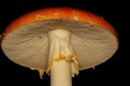 Image of Amanita persicina (Dav. T. Jenkins) Tulloss & Geml 2015