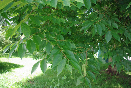 Image of Schneider's Zelkova