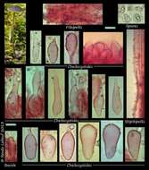 Image of Mycena coracina Maas Geest. 1988