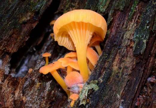 Image of Chrysomphalina aurantiaca (Peck) Redhead 1987