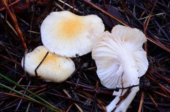 Image de <i>Hygrophorus flavodiscus</i> Frost