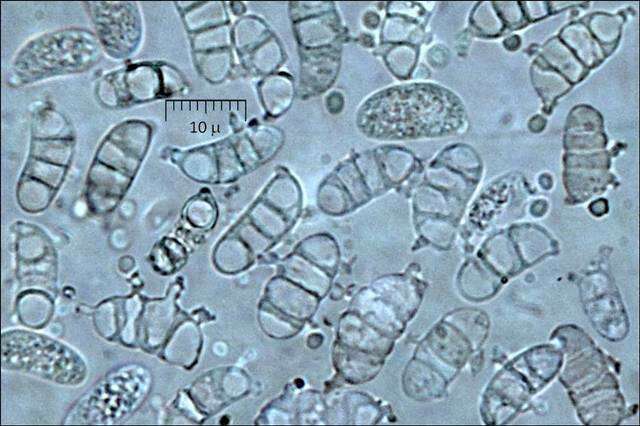 Слика од Dacrymycetes