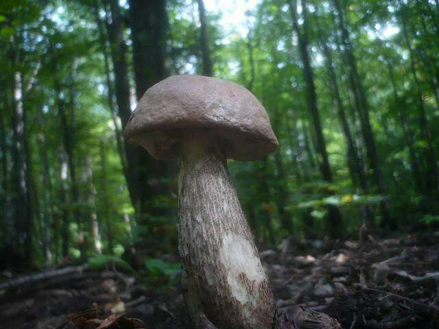 Image of Leccinum