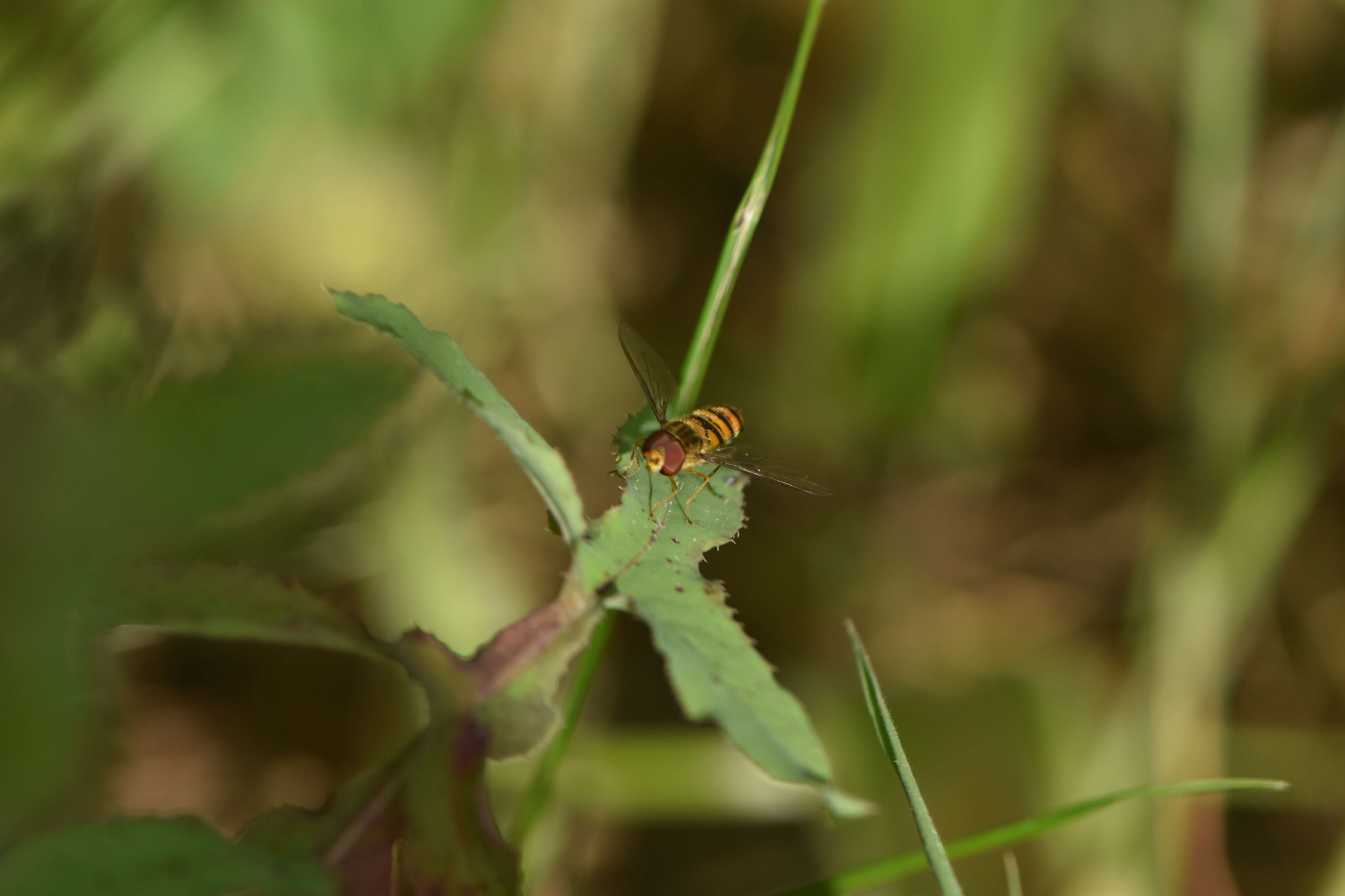 Image of Marmalade hoverfly