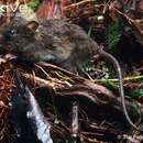 Image of Camiguin Forest Mouse