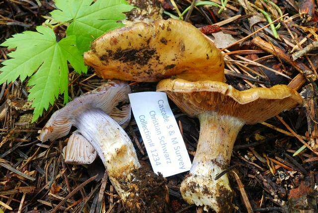 Image of Cortinarius subolivascens A. H. Sm. 1944