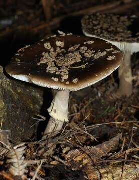 Image of Amanita nothofagi G. Stev. 1962