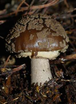 Image of Amanita nothofagi G. Stev. 1962