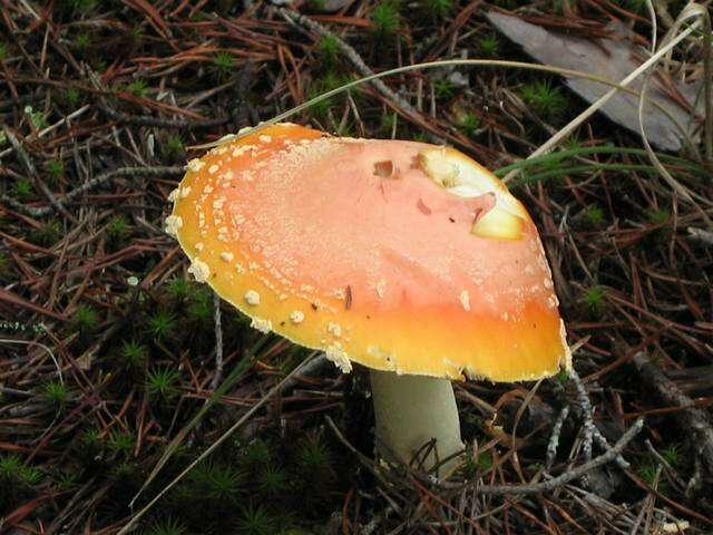 Image of Amanita persicina (Dav. T. Jenkins) Tulloss & Geml 2015