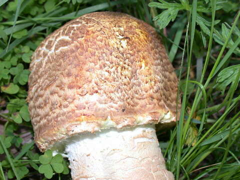 Image of Agaricus augustus Fr. 1838