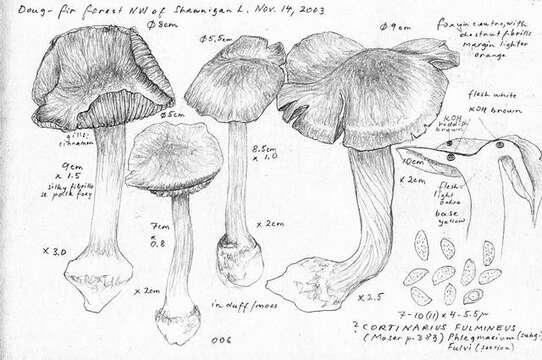 Слика од Cortinarius glaucopus (Schaeff.) Gray 1821