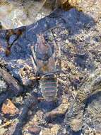 Image of Chattahoochee Crayfish