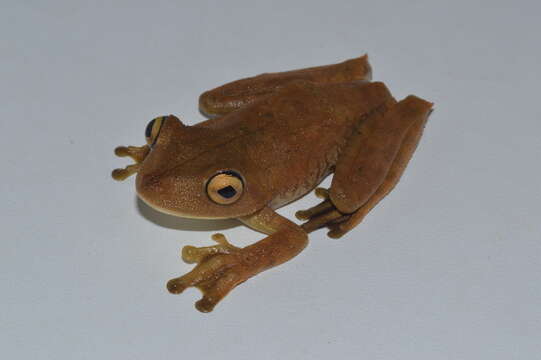 Image of Rusty Treefrog