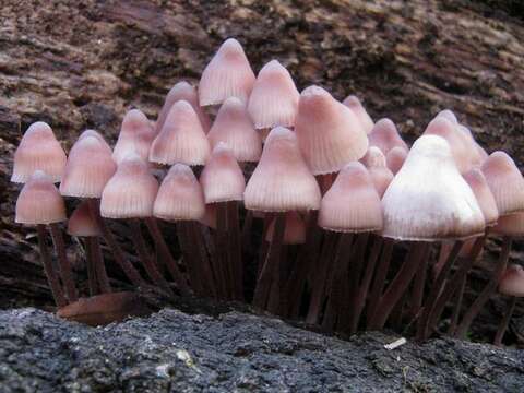 Image of Mycena