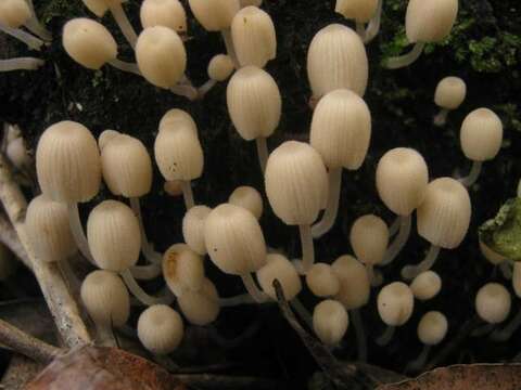 Image de Coprinellus