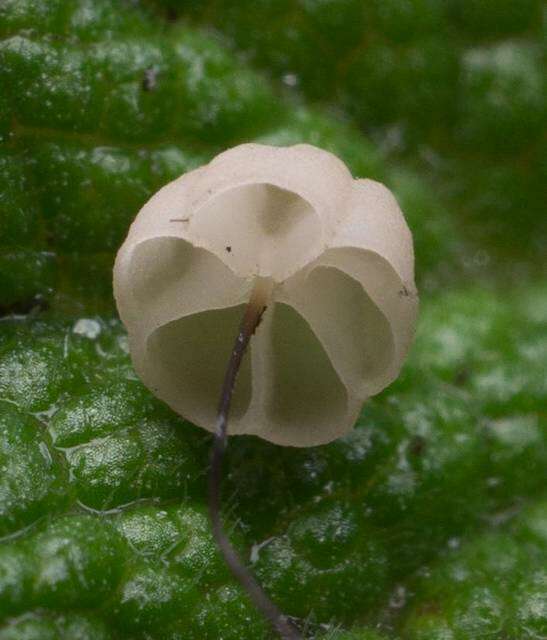 Image of Marasmius