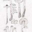 Imagem de Inocybe fuscodisca (Peck) Massee 1904