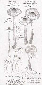 Inocybe fuscodisca (Peck) Massee 1904 resmi