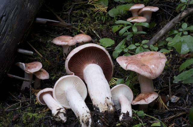 Image of Hygrophorus