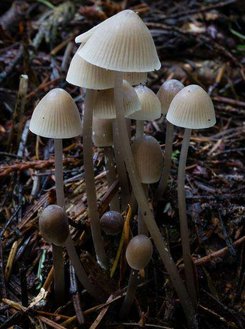 Sivun Mycena robusta (A. H. Sm.) Maas Geest. 1988 kuva