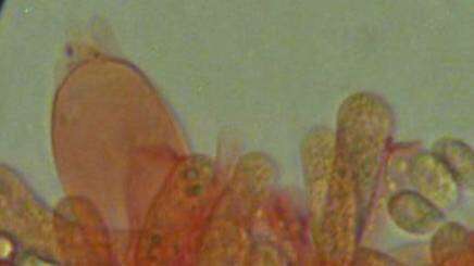 Image of Mycena robusta (A. H. Sm.) Maas Geest. 1988