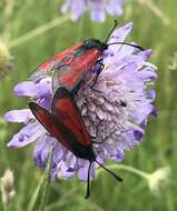 Image of Zygaena purpuralis Brünnich 1763