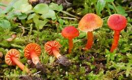 Image of waxcaps (fungi)