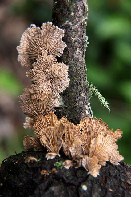 Image of Schizophyllaceae