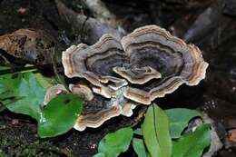 Image of Trametes