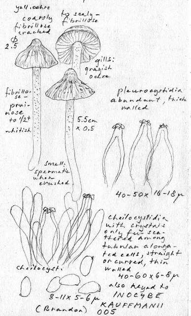 Imagem de Inocybe kauffmanii A. H. Sm. 1939