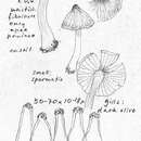 Image of <i>Inocybe chondroderma</i> D. E. Stuntz ex Matheny, Norvell & E. C. Giles