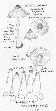 Image of <i>Inocybe chondroderma</i> D. E. Stuntz ex Matheny, Norvell & E. C. Giles