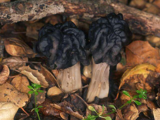 Imagem de Helvella dryophila Vellinga & N. H. Nguyen 2013