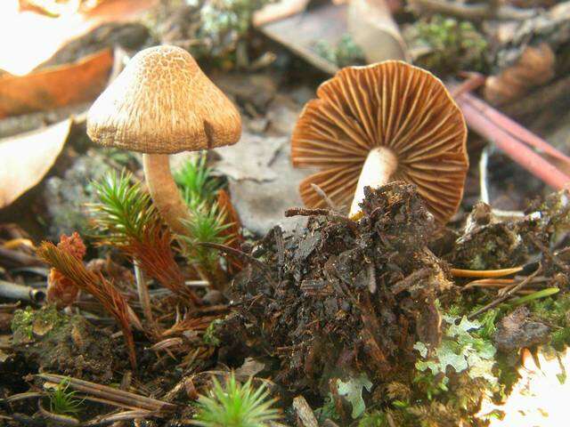 صورة Inocybe hirtella Bres. 1884